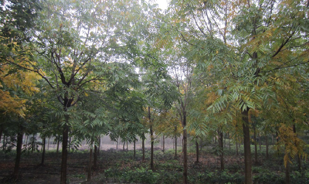 苗木生产基地